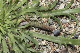 Image of Plantago weldenii Rchb.