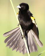 Image of White-winged Whydah