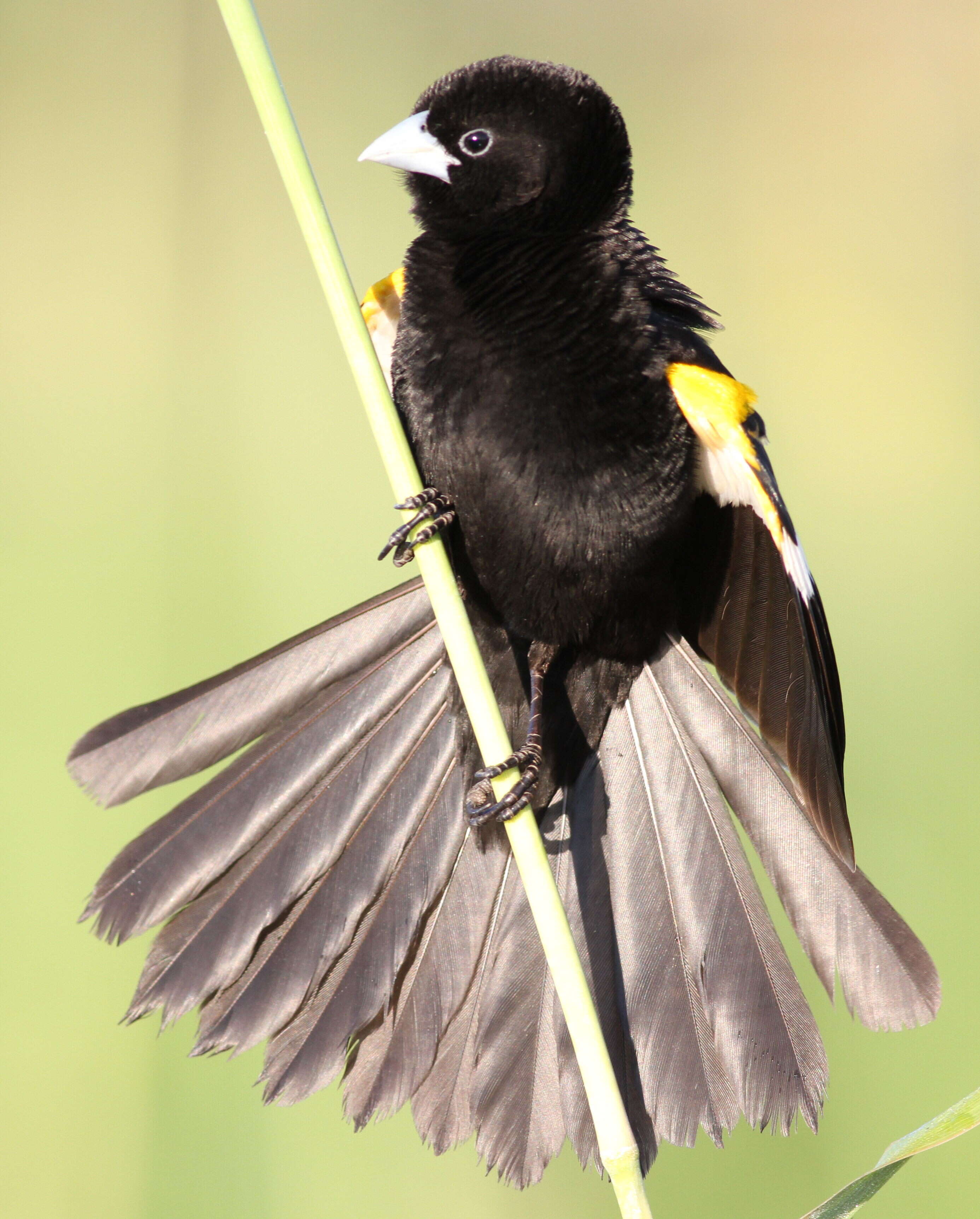 Image of White-winged Whydah