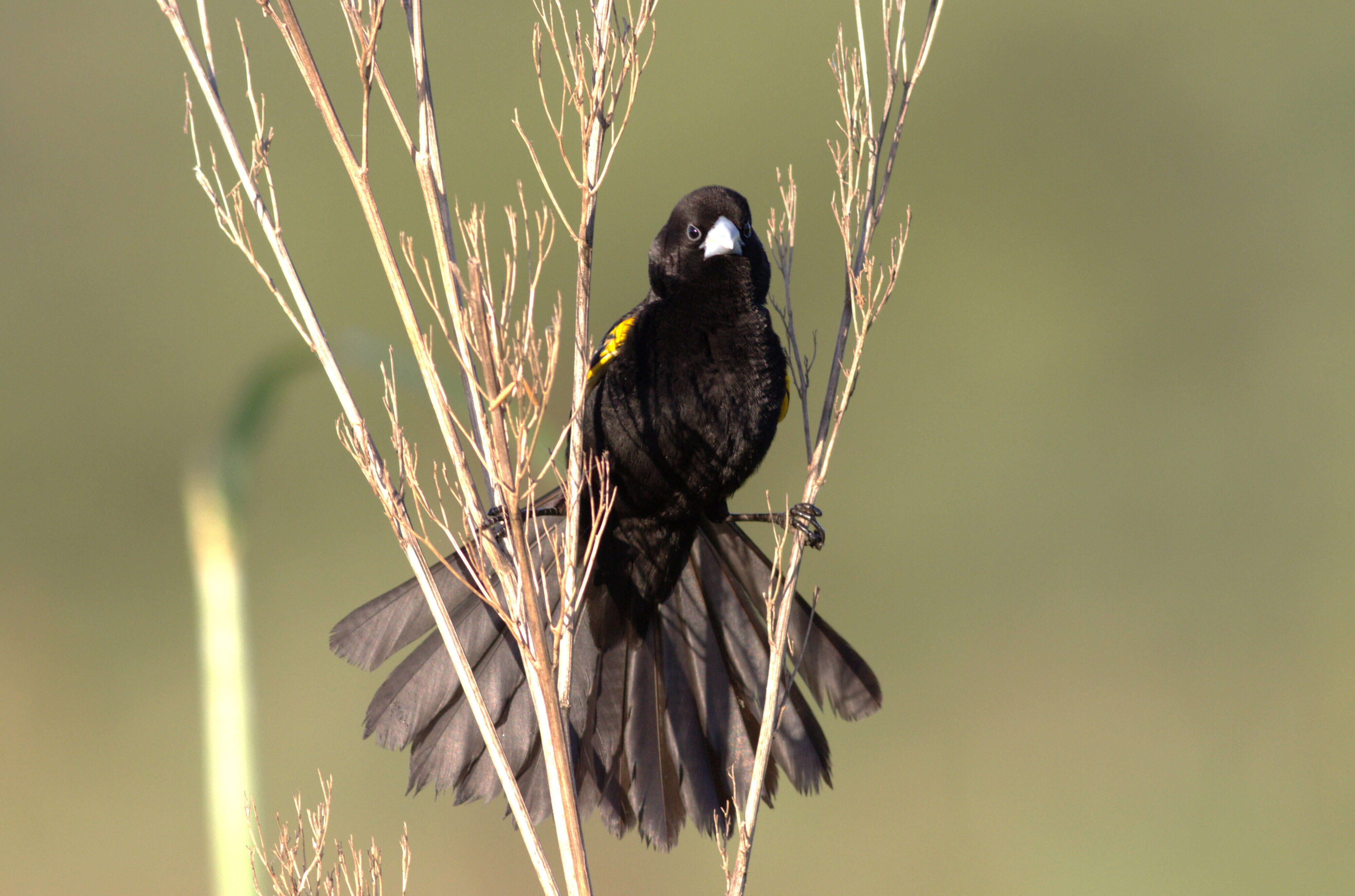 Image of White-winged Whydah