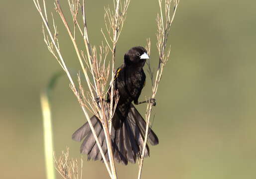 Image of White-winged Whydah