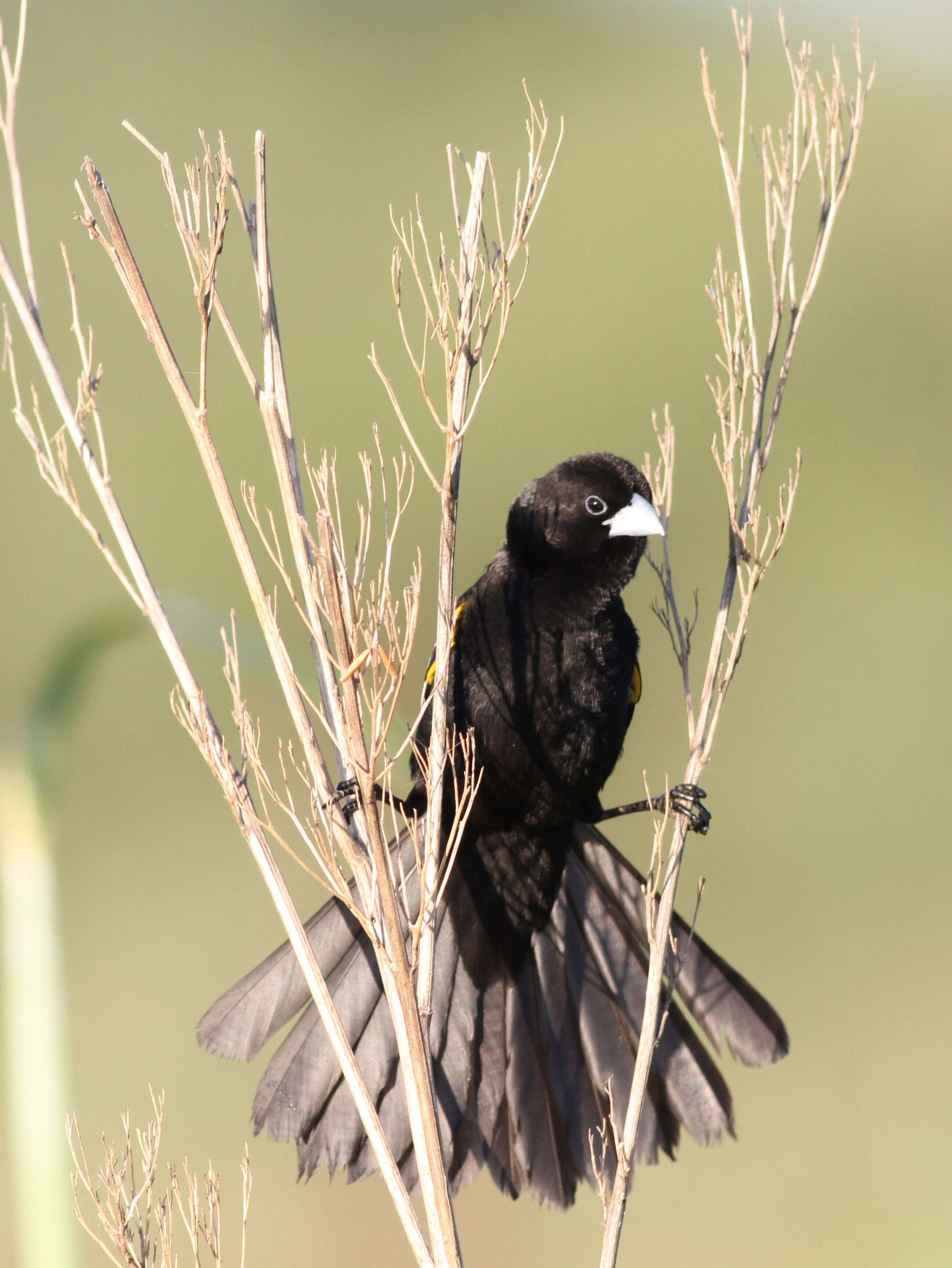 Image of White-winged Whydah