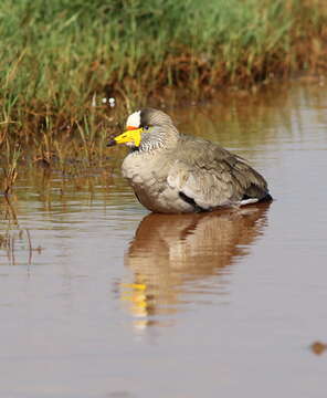 Image of African Wattled Lapwing