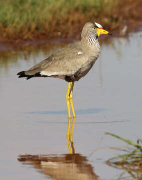 Image of African Wattled Lapwing