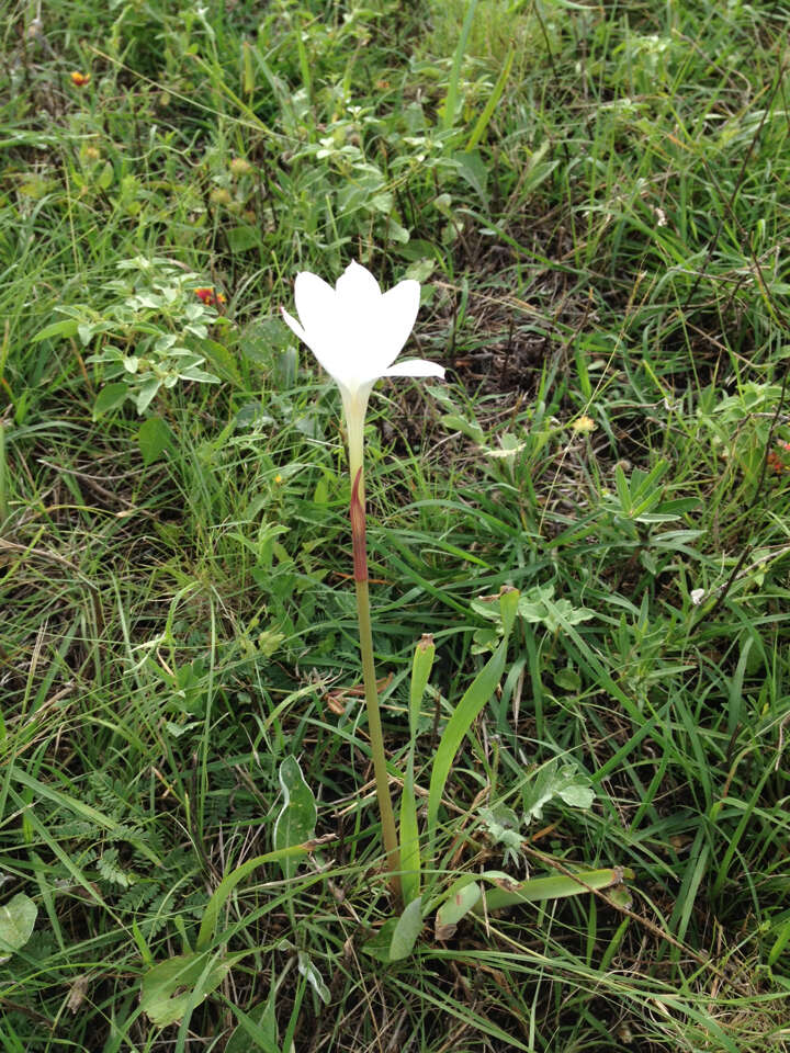 Image of prairie lily