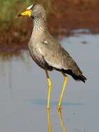 Image of African Wattled Lapwing