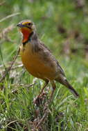 Image of Cape Longclaw