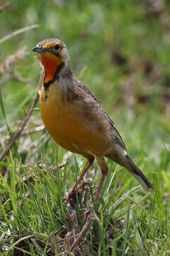 Image of Cape Longclaw