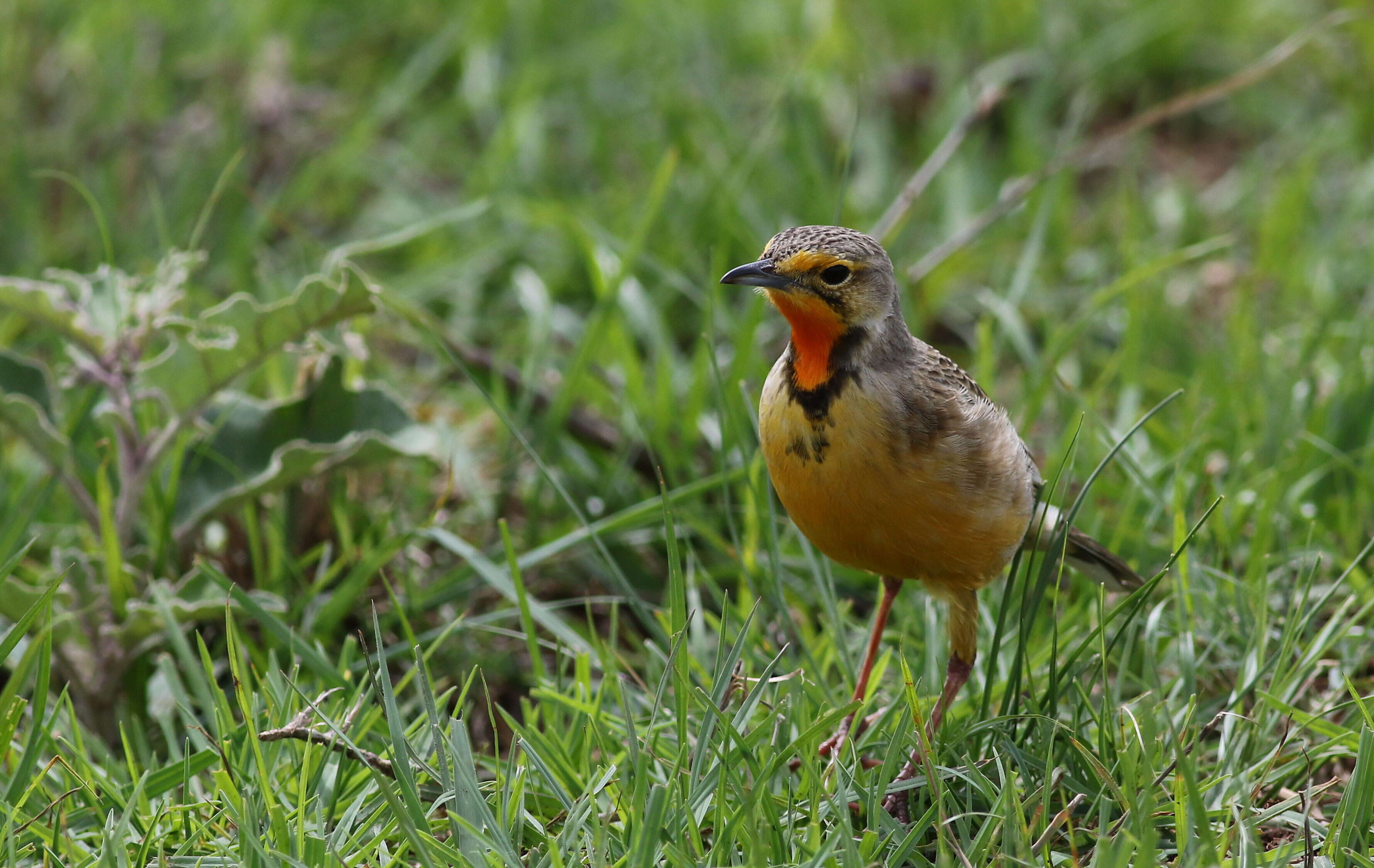 Image of Cape Longclaw