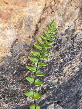 Image of Cheilanthes hastata (L. fil.) Kunze