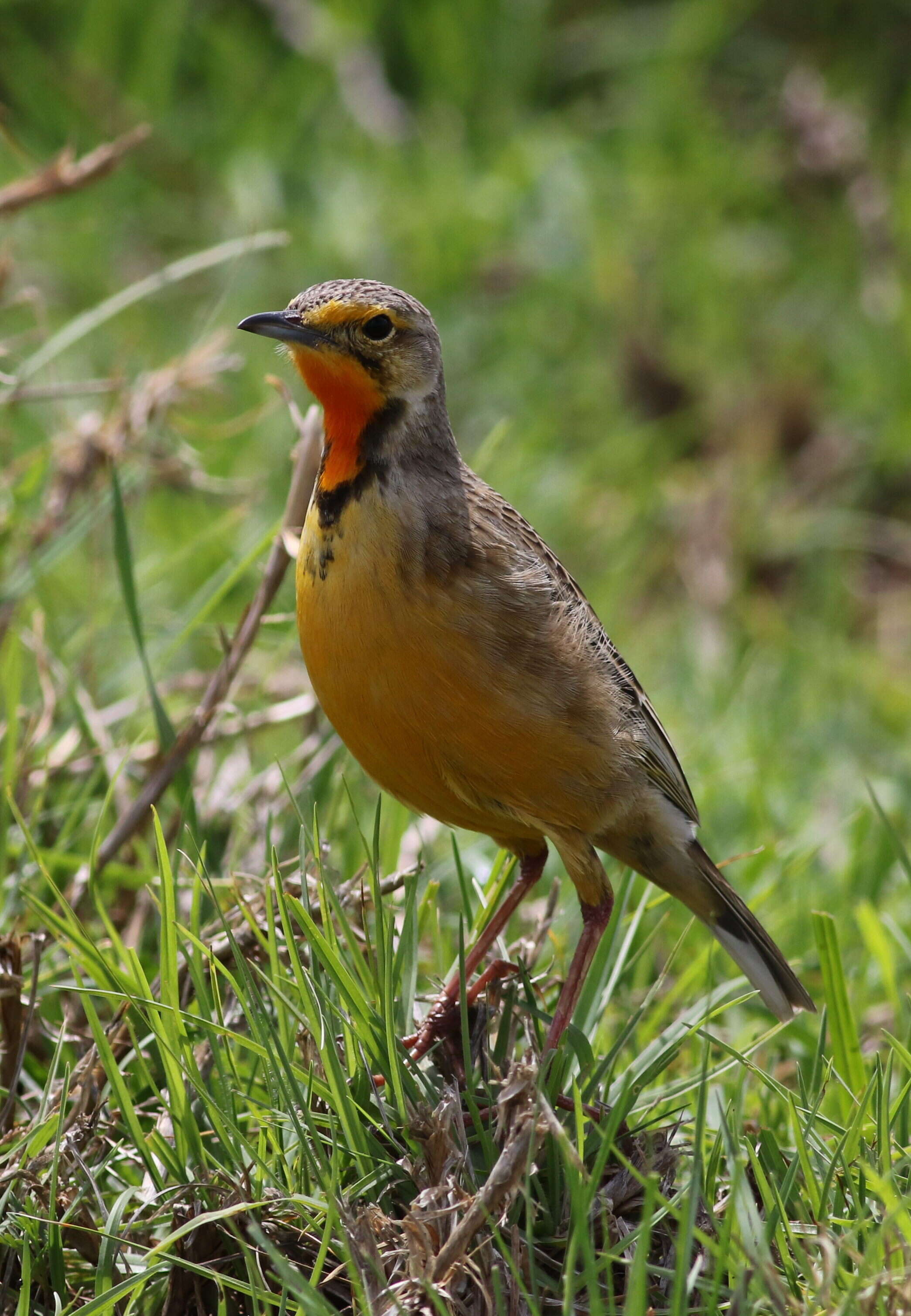 Image of Cape Longclaw