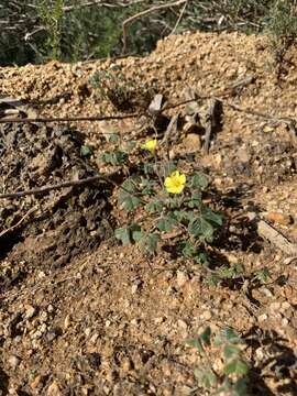 Image of Oxalis pes-caprae var. sericea (L. fil.) Salter