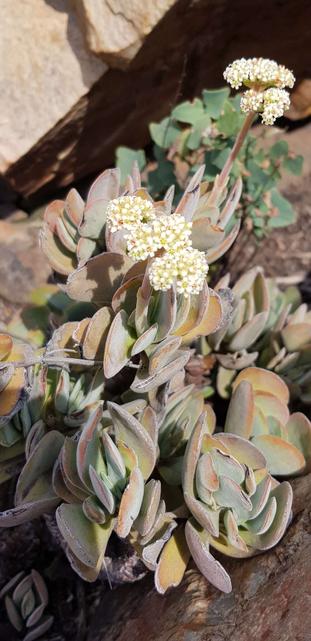 Image of Crassula swaziensis Schönl.