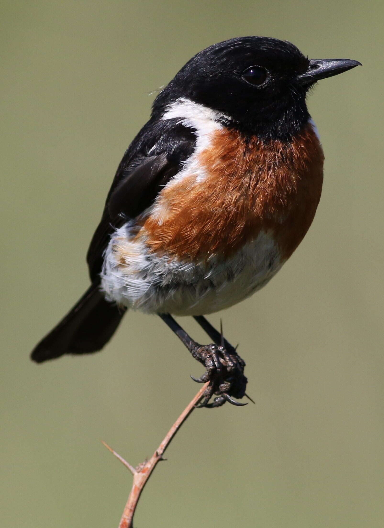 Image of African Stonechat