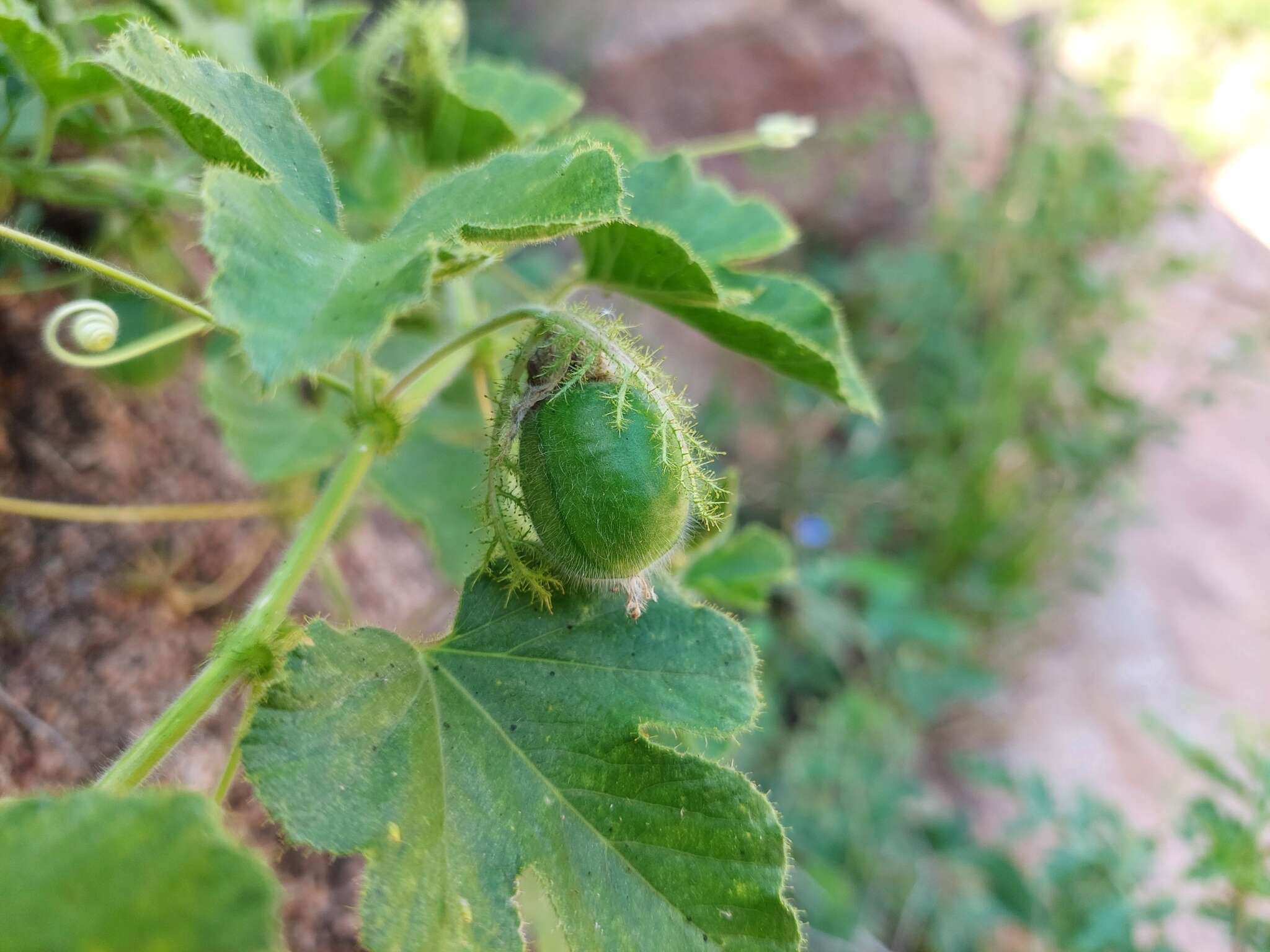 Sivun Passiflora chrysophylla Chod. kuva