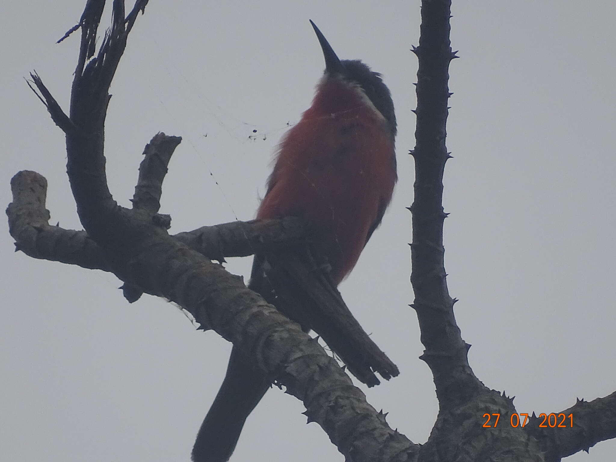 Image of Rosy Bee-eater