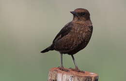 Image of Ant-eating Chat