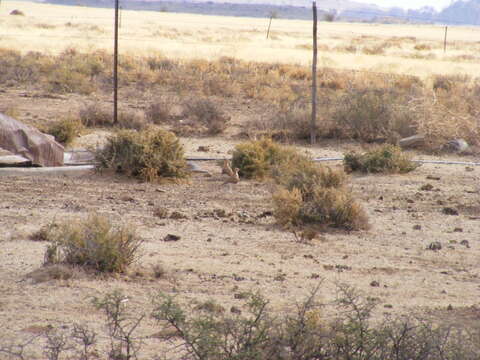 Image of Burchell's Courser