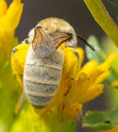 Image of Colletes ochraceus Swenk 1906