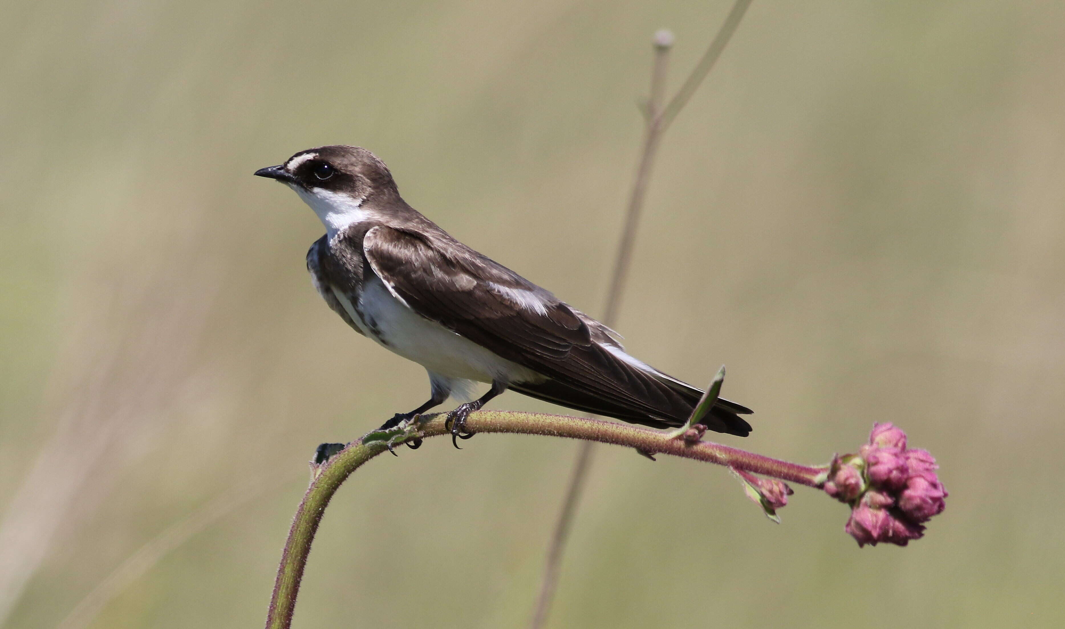 Image of Banded Martin