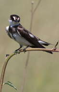 Image of Banded Martin