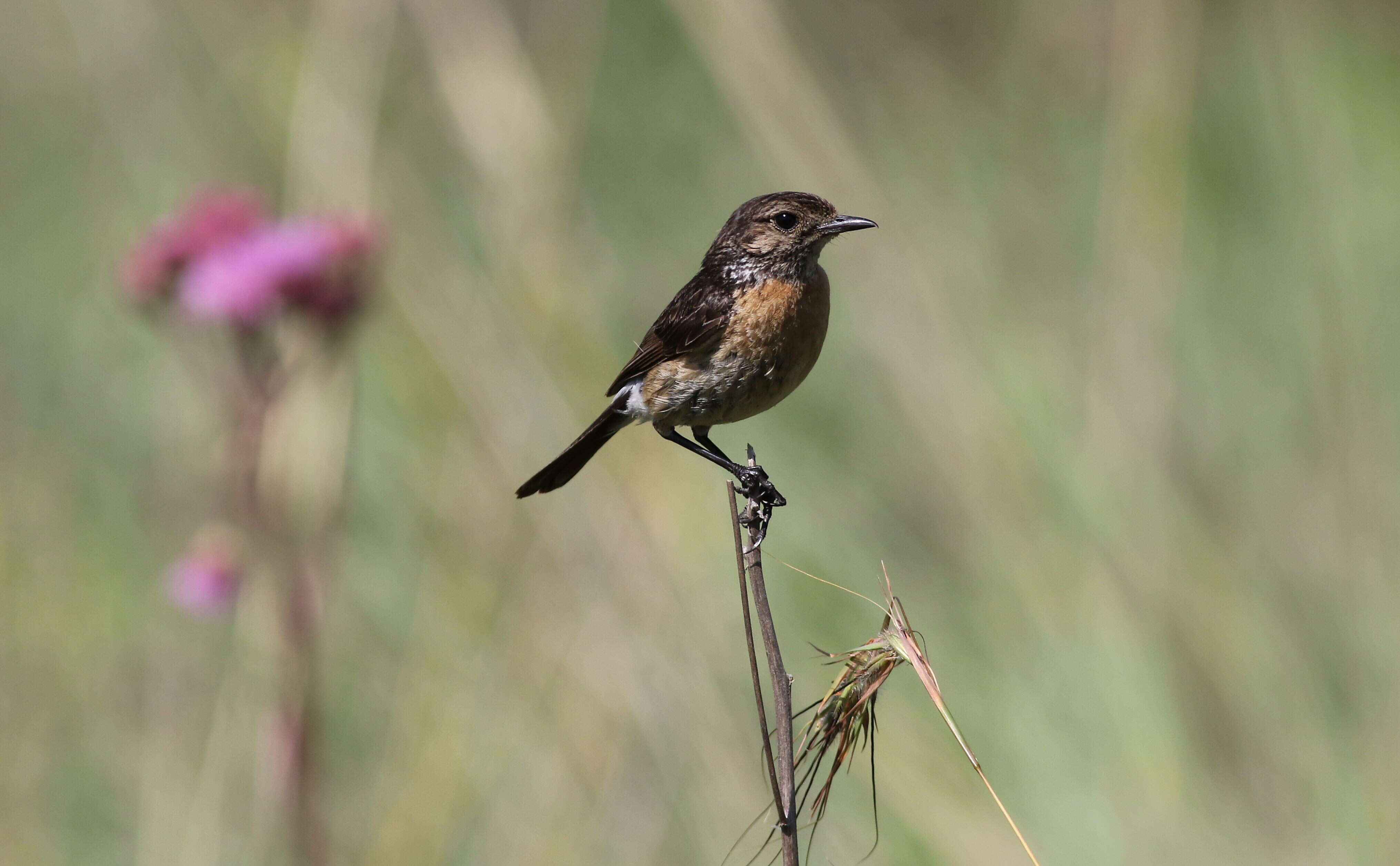 Image of African Stonechat