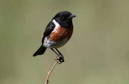 Image of African Stonechat