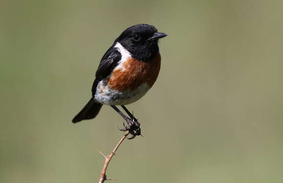 Image of African Stonechat