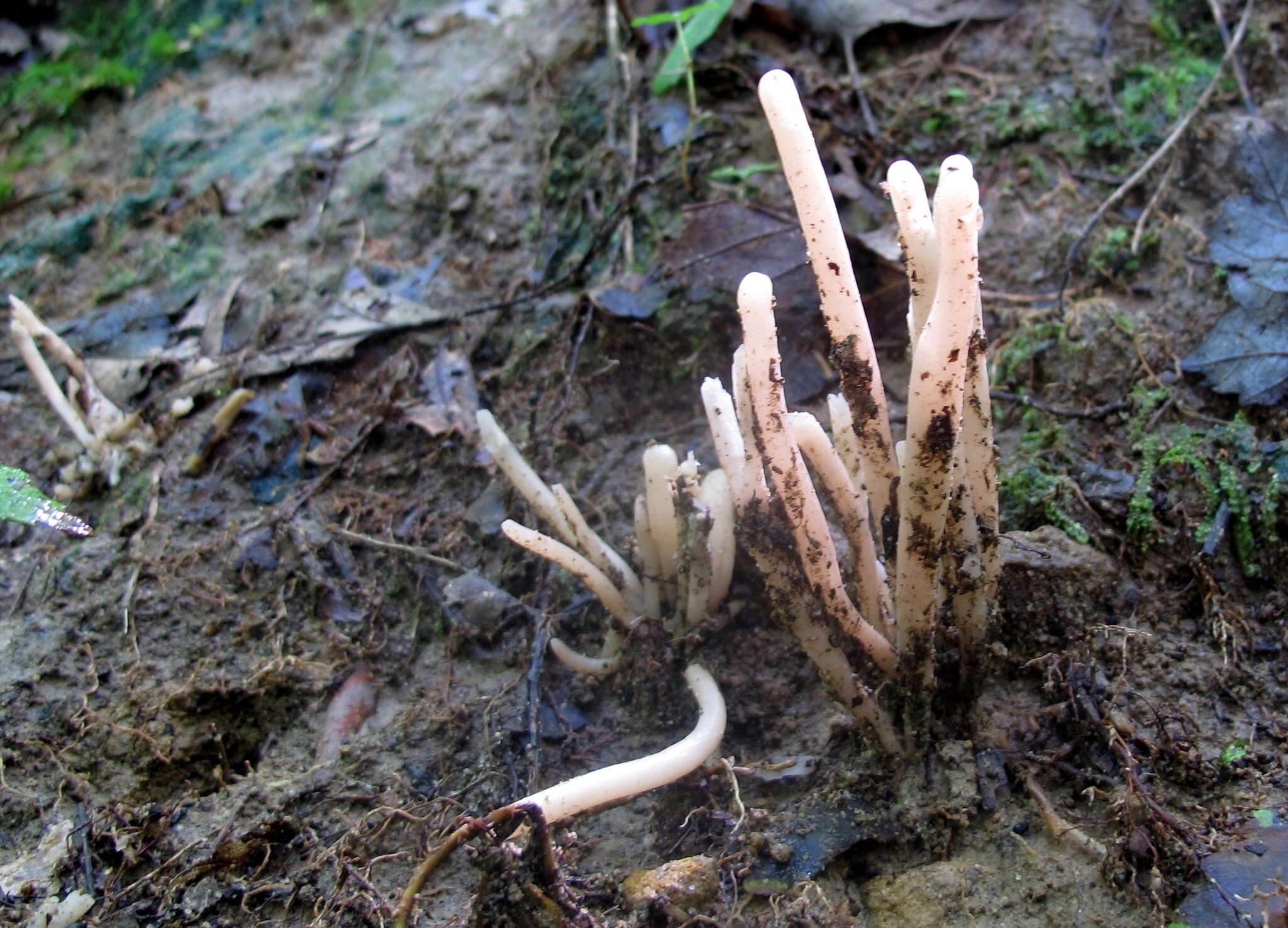 Image of Clavaria rubicundula Leathers 1956