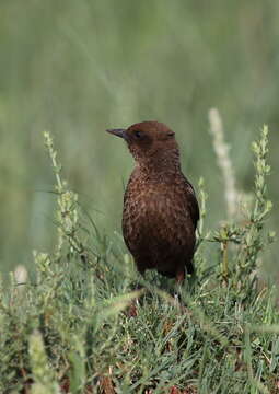 Image of Ant-eating Chat