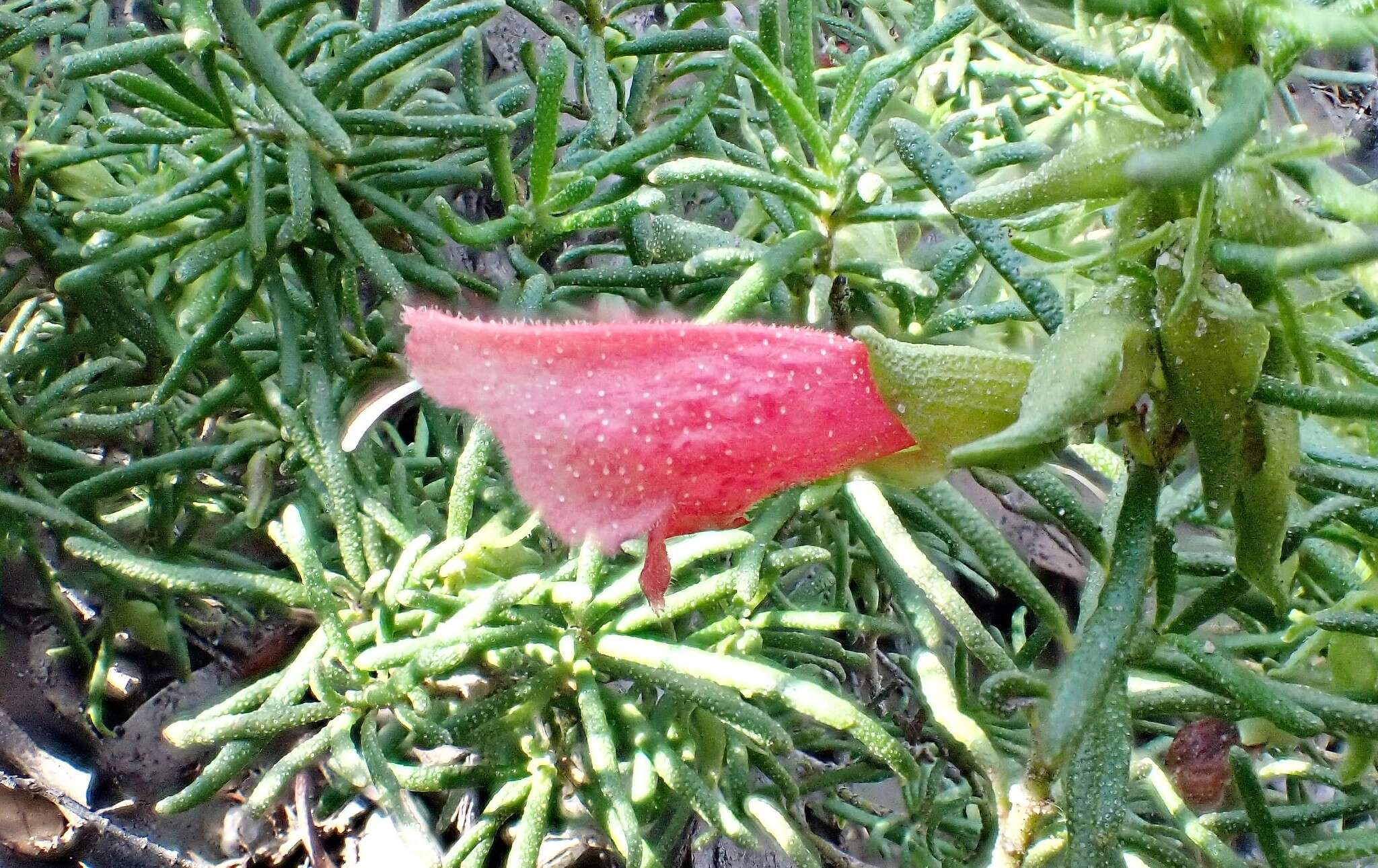 Image of Pixie-Caps