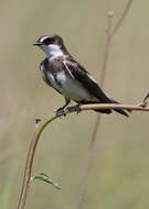 Image of Banded Martin