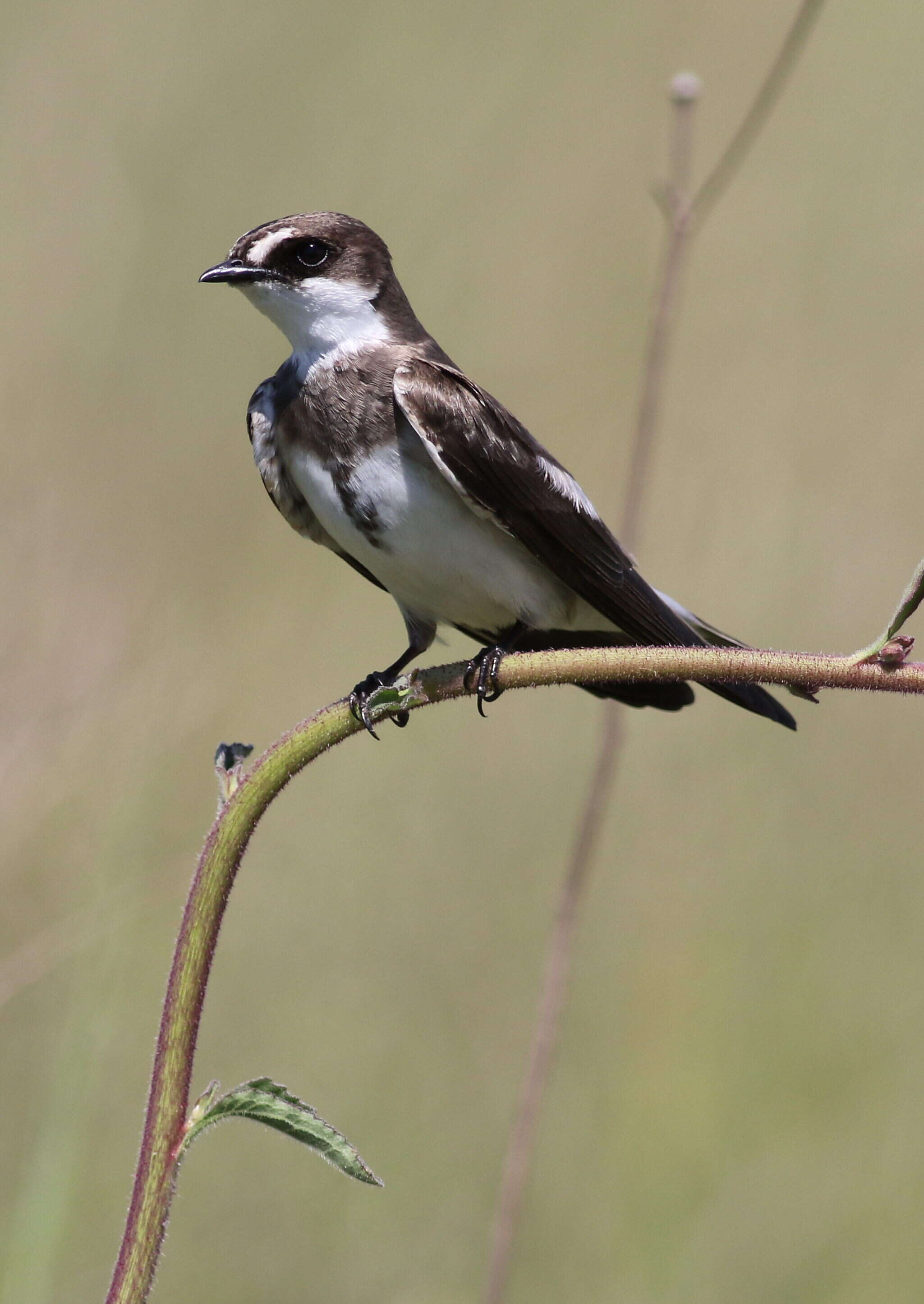 Image of Banded Martin