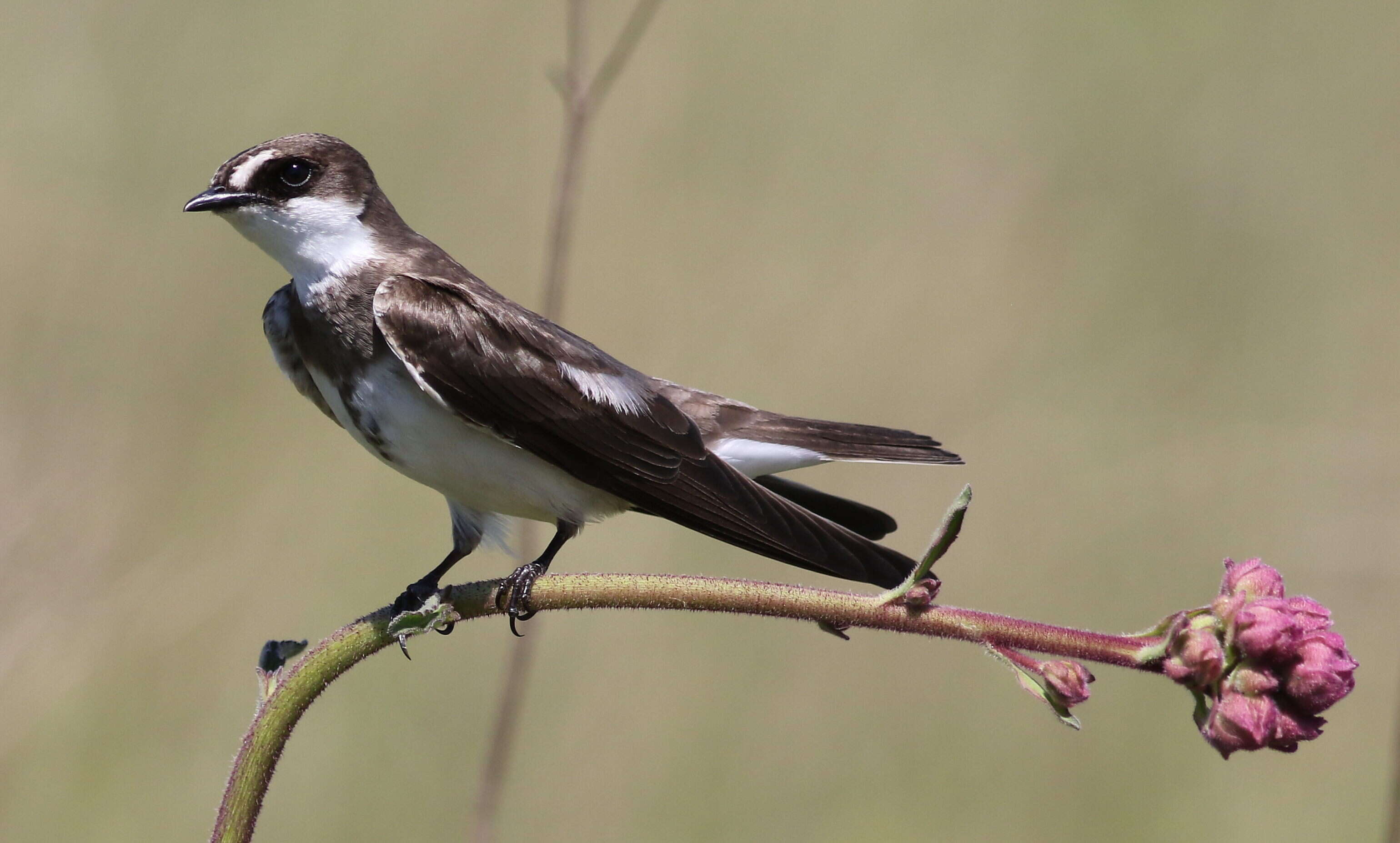 Image of Banded Martin