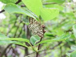 Image of Powder Moths