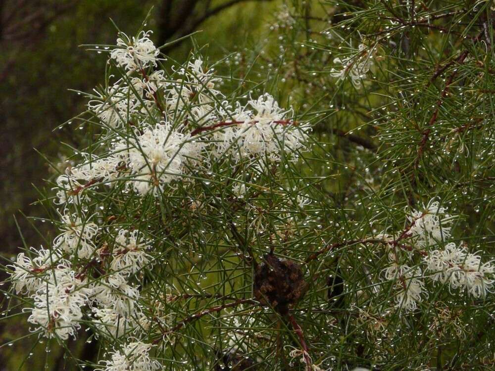 Image of Hakea sericea Schrad. & J. C. Wendl.