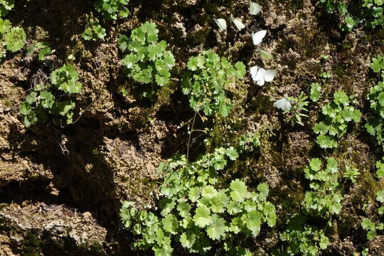 Image of Hapeman's Coolwort