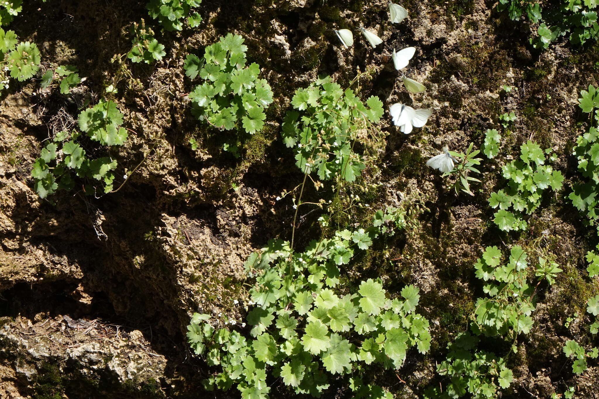 صورة Sullivantia hapemanii var. purpusii (Brandeg.) D. E. Soltis