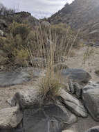 Image of deergrass