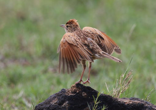 Image of Rufous-naped Lark