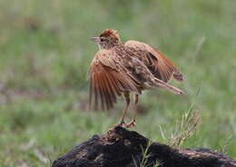 Image of Rufous-naped Lark