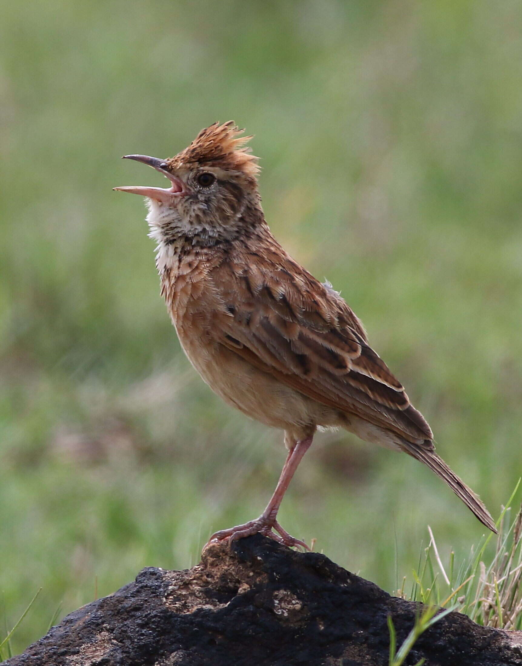 Image of Rufous-naped Lark