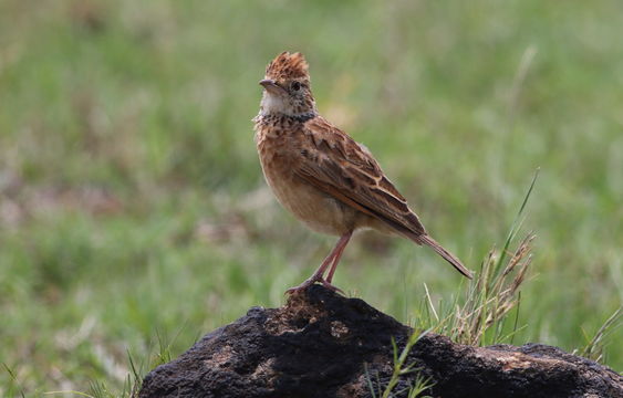 Image of Rufous-naped Lark