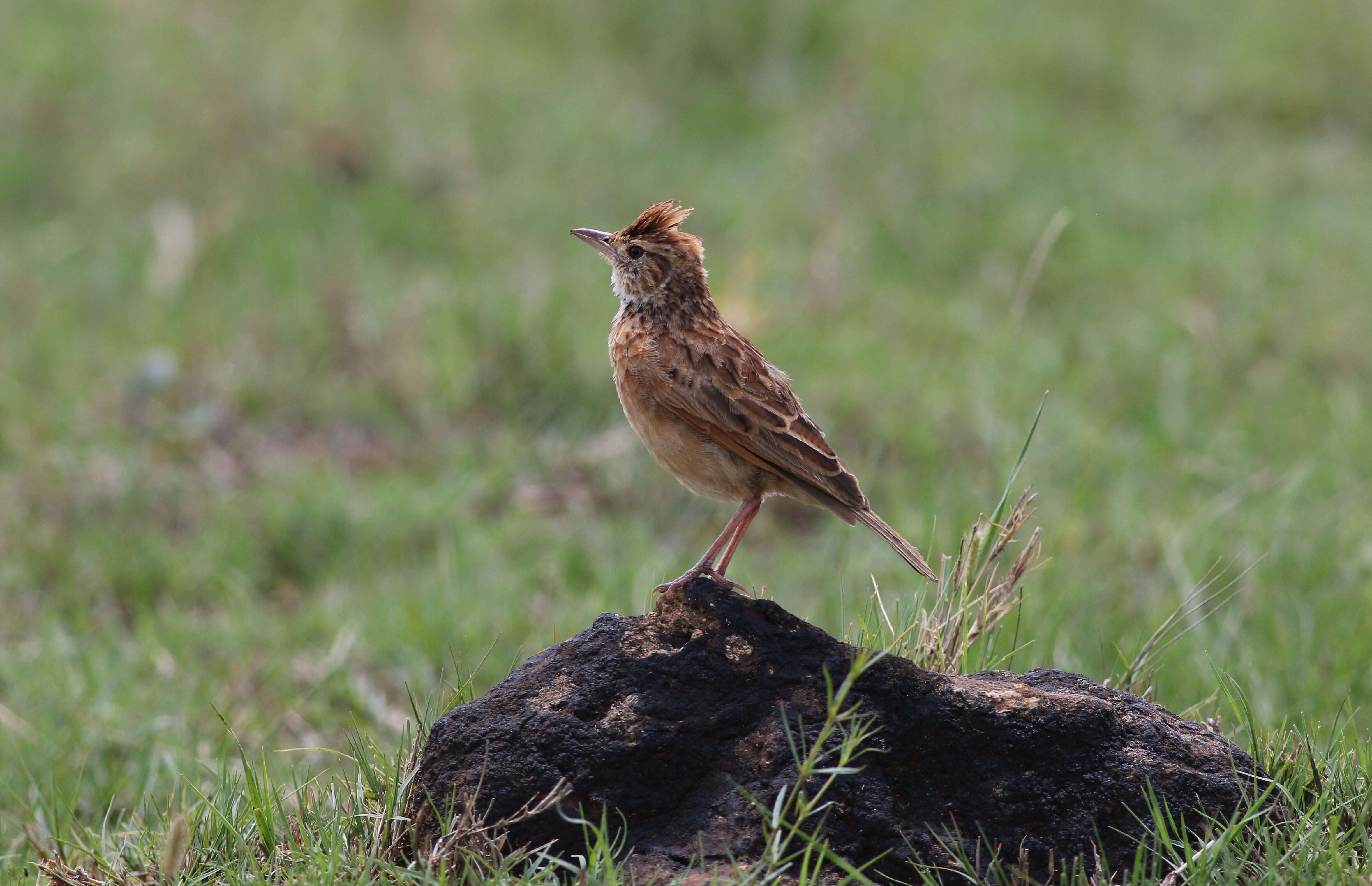 Image of Rufous-naped Lark