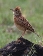 Image of Rufous-naped Lark