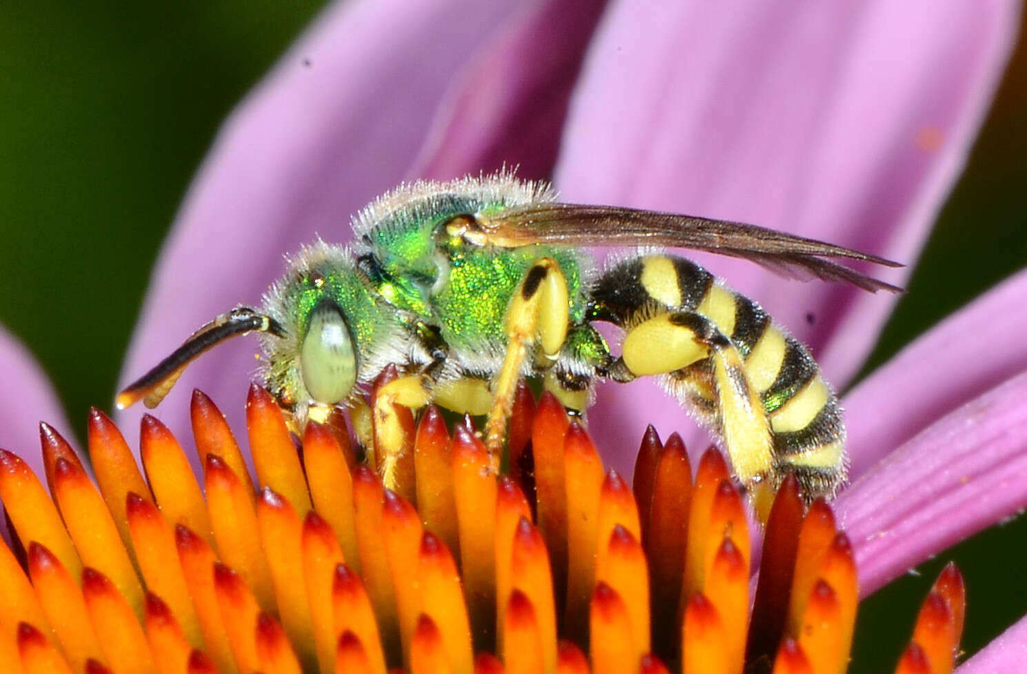 Agapostemon texanus Cresson 1872的圖片