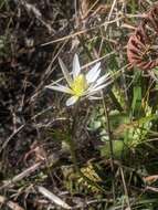 Imagem de Anemone decapetala Ard.