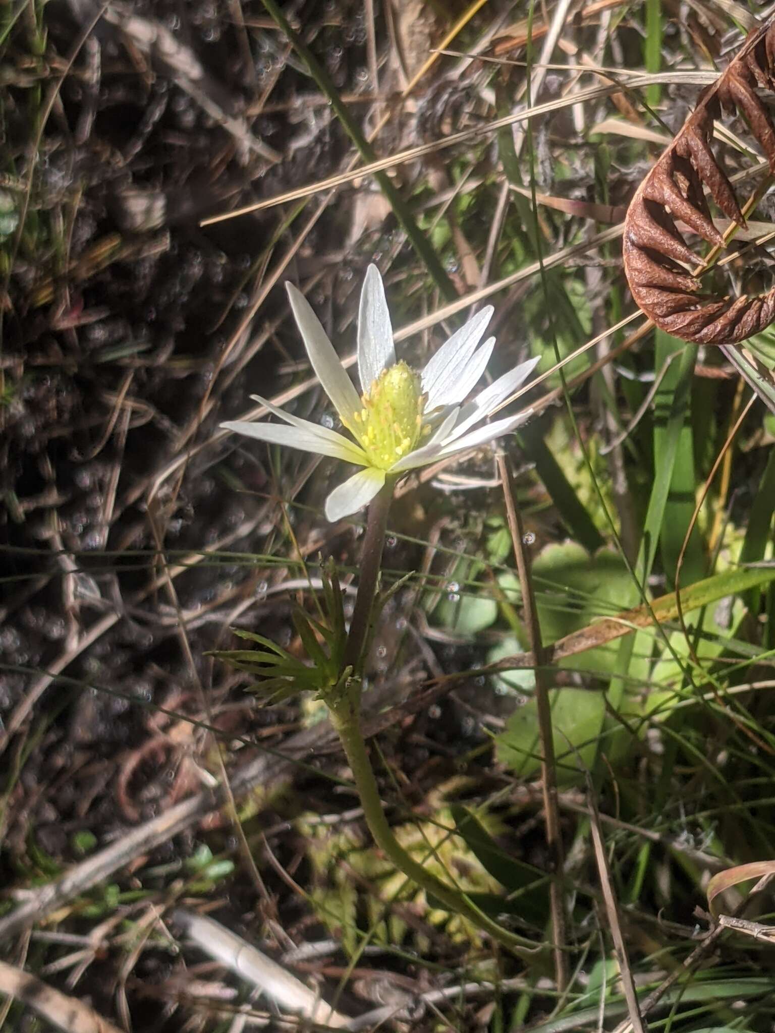 Image of Anemone decapetala Ard.