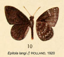 Image de Liptena despecta (Holland 1890)