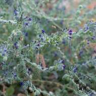 Anchusa hybrida Ten.的圖片